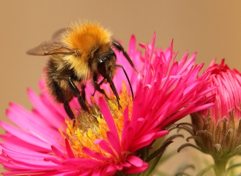 Common carder bee by Rosemary Morris