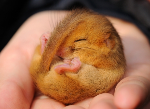 Dormouse asleep in a hand