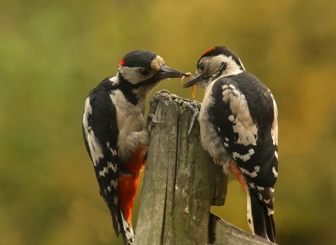 Great spotted woodpeckers by Bas Yates