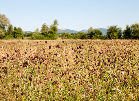 Great burnet at Hardwick Green Meadows by Paul Lane