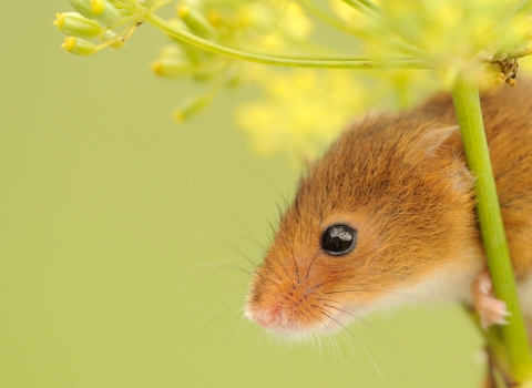 Harvest mouse