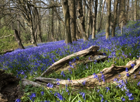 Bluebells at The Knapp and Papermill by Paul Lane