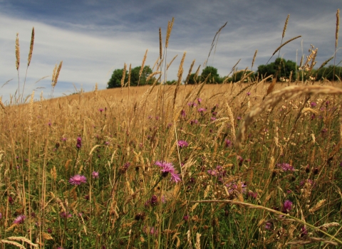 Hollybed Farm Meadows by Wendy Carter