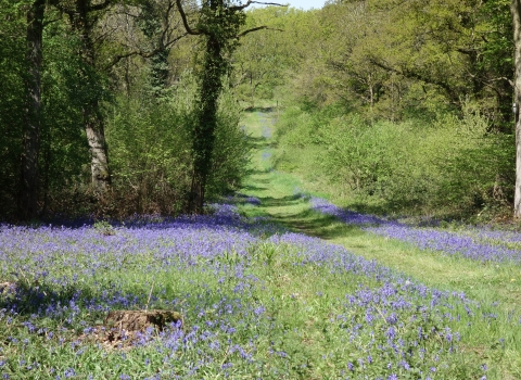 Grafton Wood by Helen Woodman