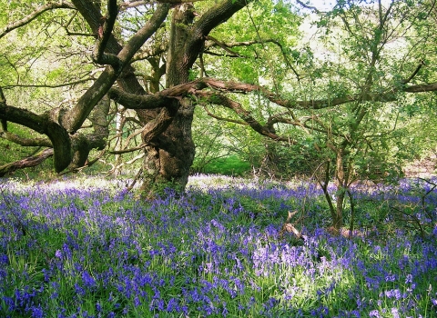 Beaconwood and The Winsel by Sylvia Davies