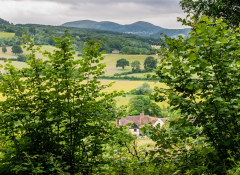 View from Blackhouse Wood by Paul Lane