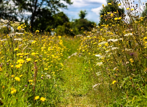 Eades Meadow by Paul Lane