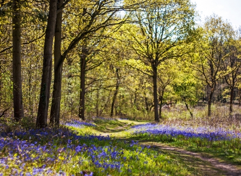 Tiddesley Wood by Paul Lane