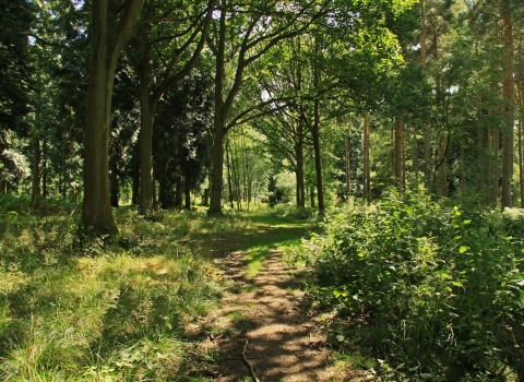 Chaddesley Woods by Wendy Carter