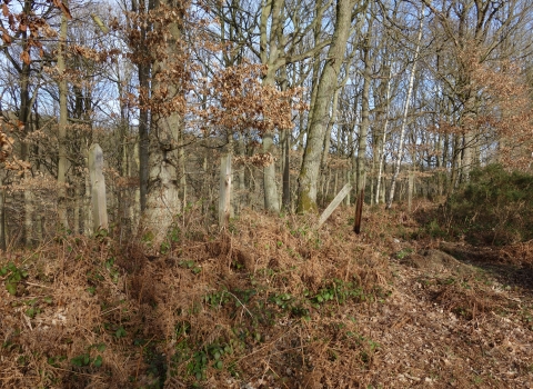 Knowles Coppice