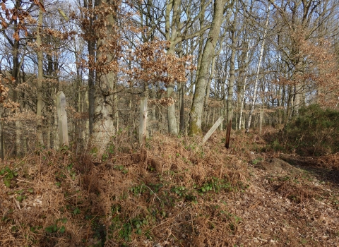 Knowles Coppice