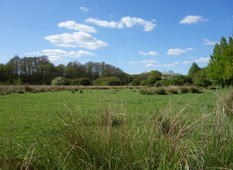 Ipsley Alders Marsh by Wendy Carter