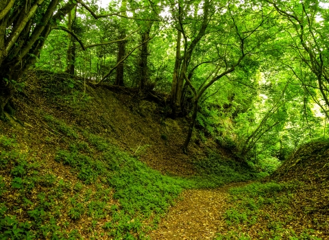 Crews Hill Wood by Paul Lane