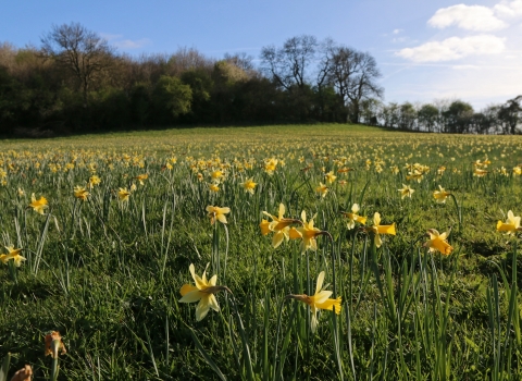 Duke of York Meadow by Wendy Carter