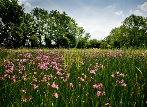 Feckenham Wylde Moor by Paul Lane