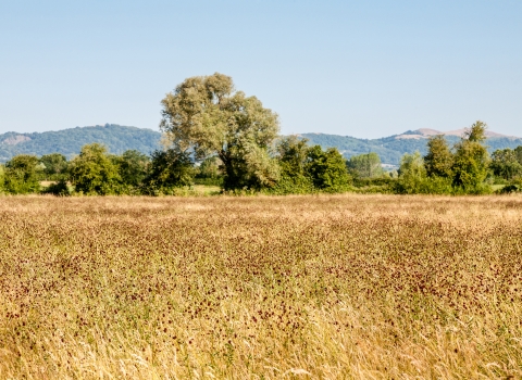 Hardwick Green Meadows by Paul Lane