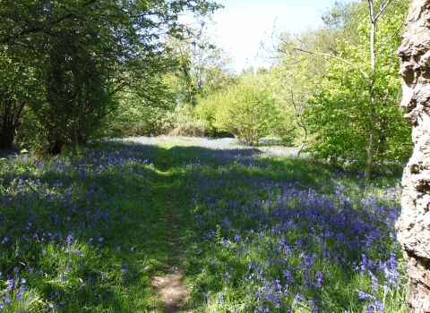 Hunthouse Wood by Andy Harris