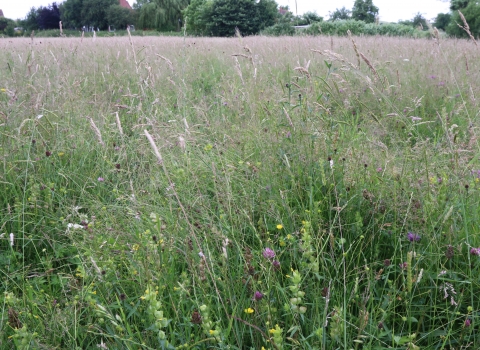 Poolhay Meadows by Wendy Carter