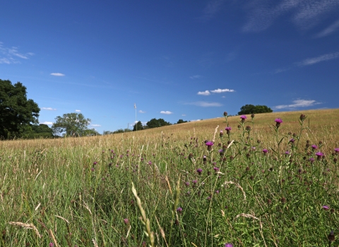 Nash's Meadows by Wendy Carter