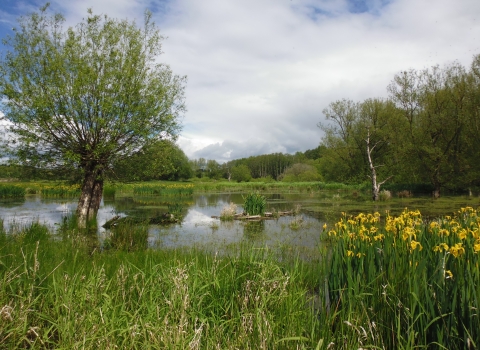 Wilden Marsh