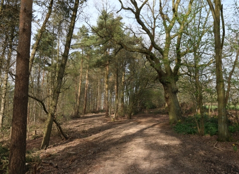 Newbourne Wood by Wendy Carter