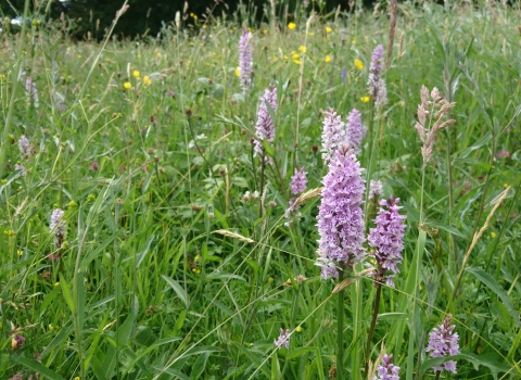 Penorchard Meadows by Wendy Carter