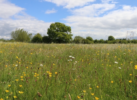 Piddle Brook Meadows by Wendy Carter