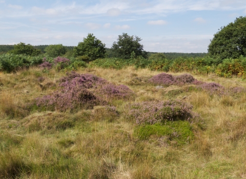 Pound Green Common by Rosemary Winnall