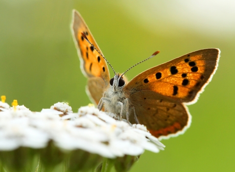 Small copper by Jon Hawkins (Surrey Hills Photography)