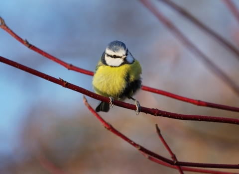 Blue tit by Pete Walkden