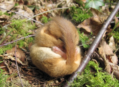 Dormouse by Bev Lewis