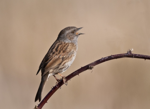 Dunnock by Bob Tunstall