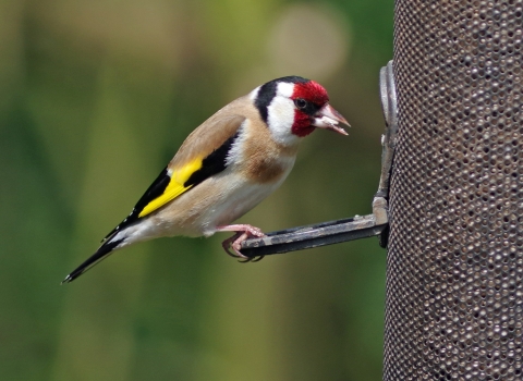 Goldfinch on feeder by Gillian Day