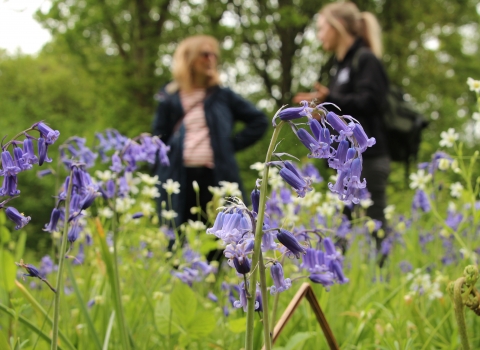 Bluebells by Ben Rees