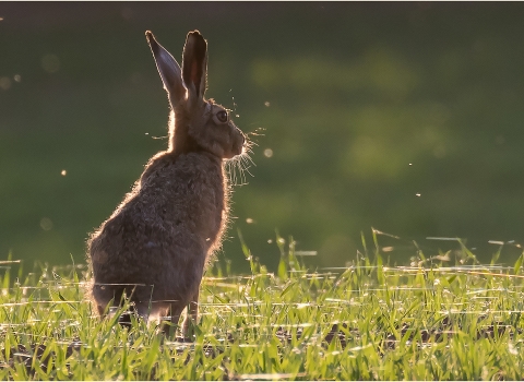 Brown hare by Gill Smith