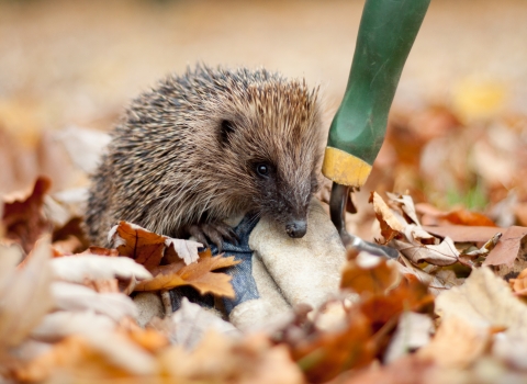 Hedgehog by Tom Marshall