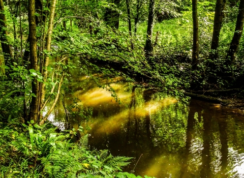 Leigh Brook by Paul Lane