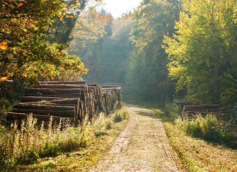 Autumn woodpile by Paul Lane