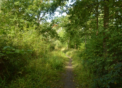 Ash dieback on a Trust reserve by Harry Green