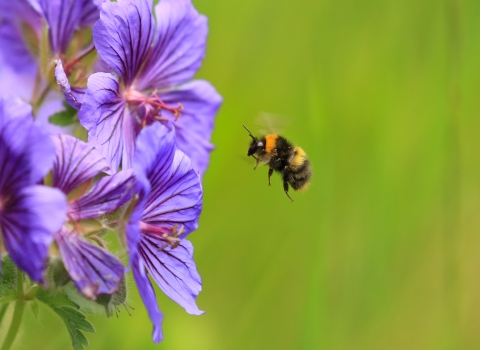 Early bumblebee by Jon Hawkins Surrey Hills Photography