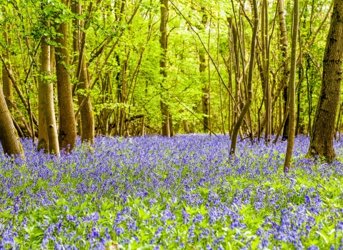 Bluebell Woodland by Paul Lane