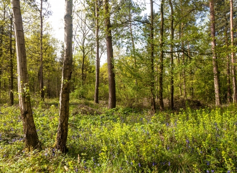 Woodland Glade by Paul Lane