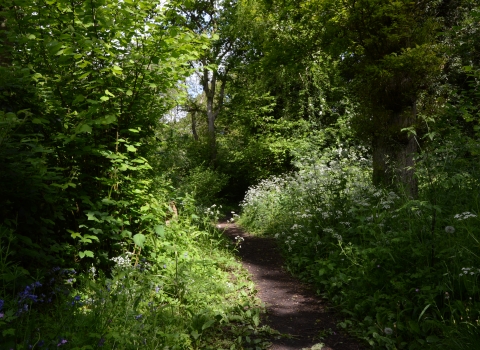 Tolladine Wood Local Wildlife Site (C) Steve Bloomfield