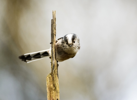 Long-tailed tit by Mark Roberts