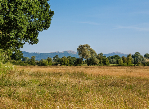 Hardwick Green Meadows by Paul Lane