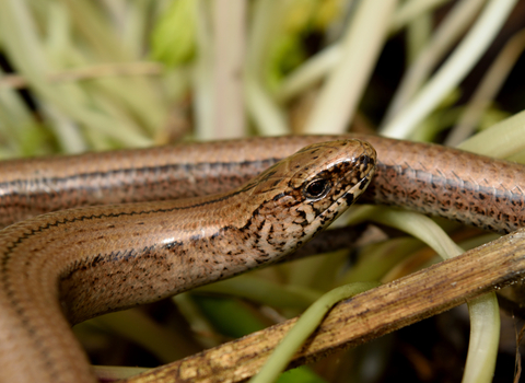 Slow-worm by Magnus McLeod