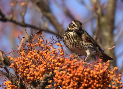 Redwing amongst orange berries by Roy Porter