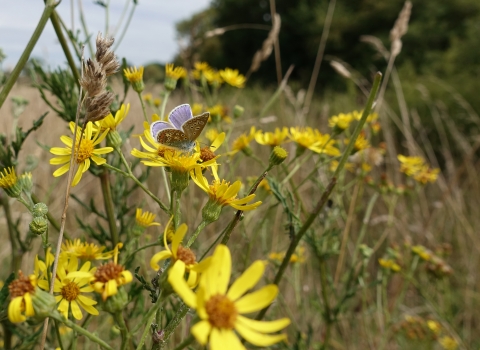 Common Blue Butterfly