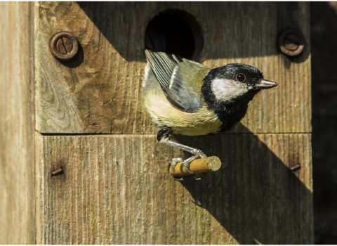 Great tit coming out of a bird box by Nigel Bell