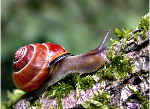 Snail with orange-red shell on tree branch by Barry Green